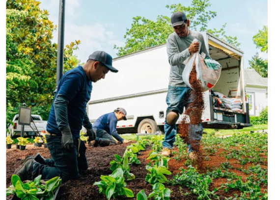 Landscaping crew planting a garden bed