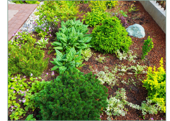 Close-up of a planted garden bed with shrubs